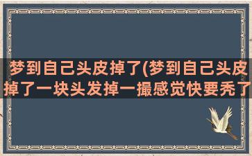 梦到自己头皮掉了(梦到自己头皮掉了一块头发掉一撮感觉快要秃了)