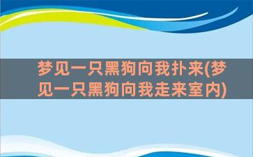 梦见一只黑狗向我扑来(梦见一只黑狗向我走来室内)