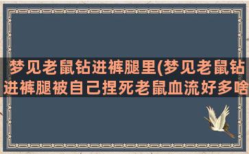 梦见老鼠钻进裤腿里(梦见老鼠钻进裤腿被自己捏死老鼠血流好多啥意思)